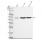 Anti-LOX Rabbit Monoclonal Antibody